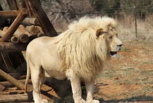 Johannesburg: Lion and Safari Park Guided Tour