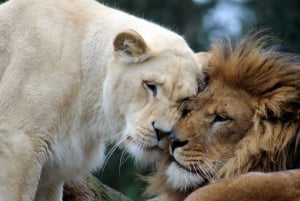 Johannesburg: Lion and Safari Park Guided Tour