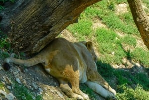 Johannesburg: Lion and Safari Park Guided Tour