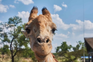 Johannesburg: Omvisning i løve- og safariparken