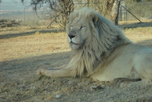 Johannesburg: Omvisning i løve- og safariparken