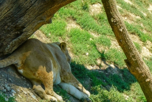 Johannesburg: Omvisning i løve- og safariparken