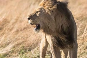 Johannesburg Lion & Safari Park TRANSPORT OG INNGANG INKLUDERT