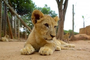 Johannesburg Lion & Safari Park TRANSPORT OG INNGANG INKLUDERT