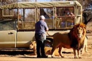 Johannesburg Lion & Safari Park TRANSPORT OG INNGANG INKLUDERT