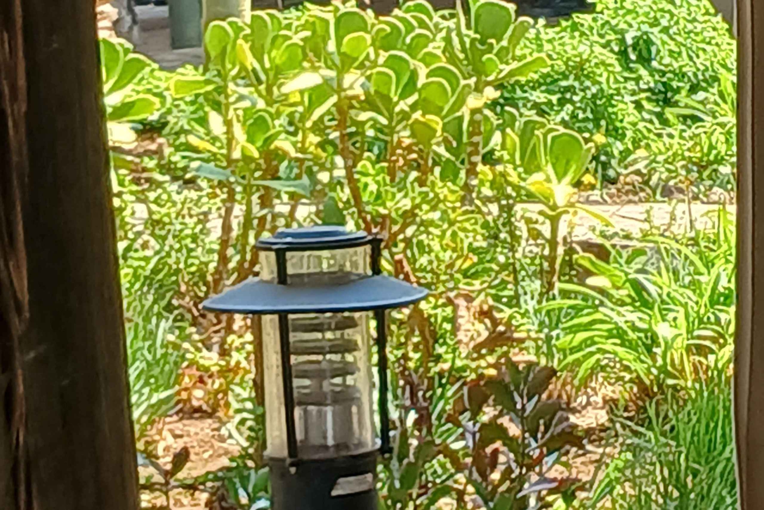 Johannesburg: Tour del Parco dei leoni e del Safari. Pick up privato