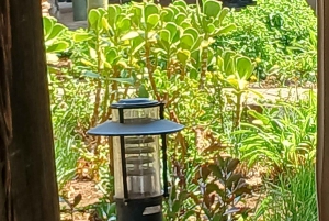 Johannesburg: Tour del Parco dei leoni e del Safari. Pick up privato