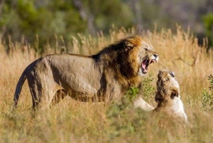 Johannesburg: Tour del Parco dei leoni e del Safari. Pick up privato