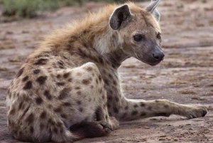 Johannesburg: Tour del Parco dei leoni e del Safari. Pick up privato