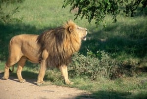 Johannesburg: Løve- og safariparktur med henting på hotellet