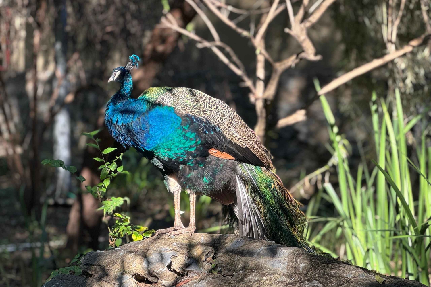Johannesburg Lion Park i Lesedi Cultural Village