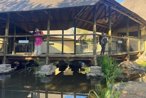 Johannesburg Lion Park i Lesedi Cultural Village