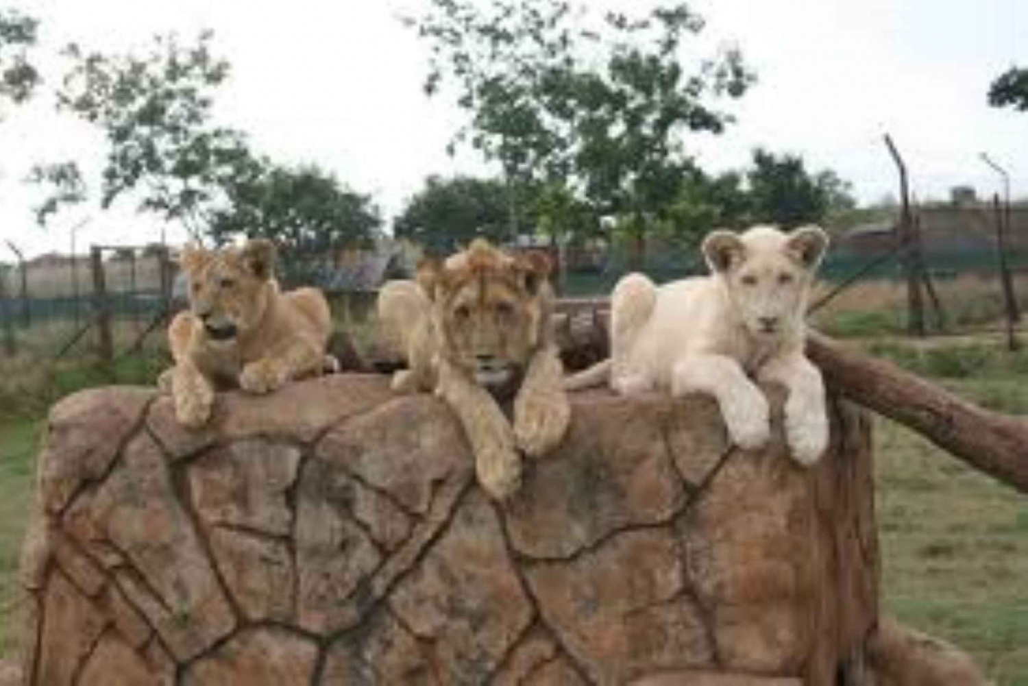 Johannesburg: Lion Park Safari and Cultural Village Tour