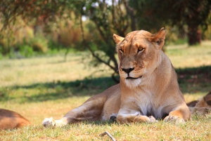 Lion Park Safari and Cultural Village Tour