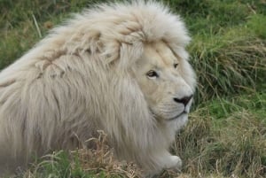 Johannesburg: Safaritur i Lion Park, upphämtning från hotell