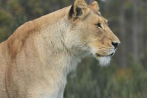 Johannesburg: Safaritur i Lion Park, upphämtning från hotell