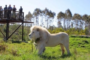 Johannesburg: Safaritur i Lion Park, upphämtning från hotell