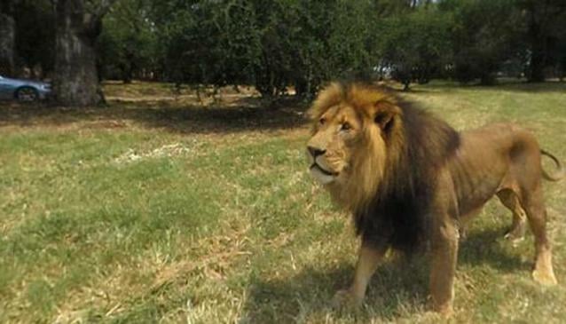 Johannesburg Lion Park