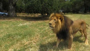 Johannesburg Lion Park