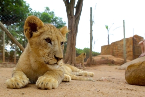 Johannesburg Lion & Safari Park TRANSFER & EINTRITT INBEGRIFFEN