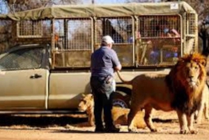 Johannesburg Lion & Safari Park TRANSFER & EINTRITT INBEGRIFFEN