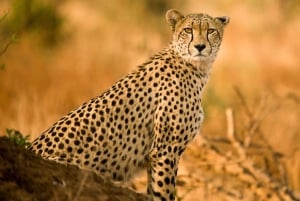 Joanesburgo: Safari no Lion's Park e Aldeia Cultural Lesedi