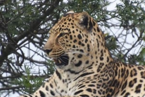 Joanesburgo: Safari no Lion's Park e Aldeia Cultural Lesedi