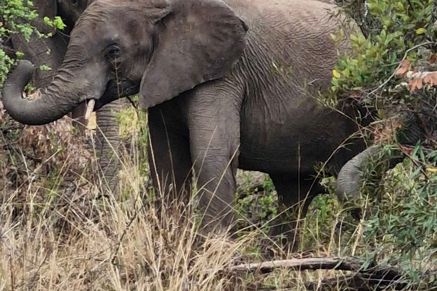 Johannesburg: Pilanesberg naturreservat med overnatting og safari