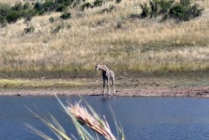 Johannesburgo: Reserva Natural de Pilanesberg, safari con noche incluida.