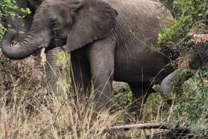 Johannesburgo: Reserva Natural de Pilanesberg, safari con noche incluida.