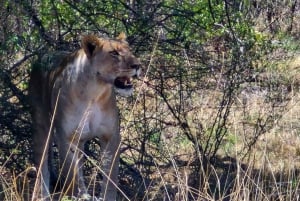 Johannesburgo: Reserva Natural de Pilanesberg, safari con noche incluida.