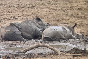 Johannesburgo: Reserva Natural de Pilanesberg, safari con noche incluida.