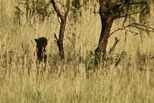 Johannesburgo: Reserva Natural de Pilanesberg, safari con noche incluida.