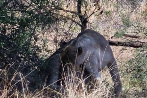 Johannesburg: Pilanesberg naturreservat med overnatting og safari