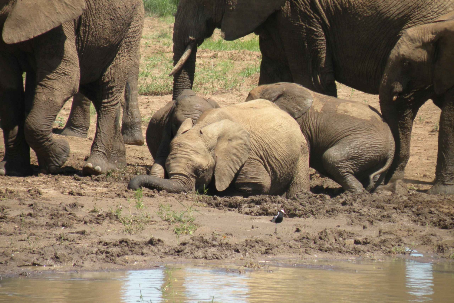 Johannesburg: Private Pilanesberg National Park Safari