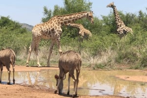 Johannesburg: Private Pilanesberg National Park Safari