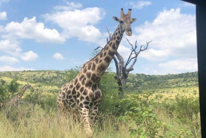 Pilanesberg Wildlife Safari from Johannesburg