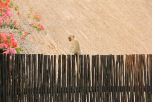 Johannesburg: Private Rundgänge mit einem Einheimischen