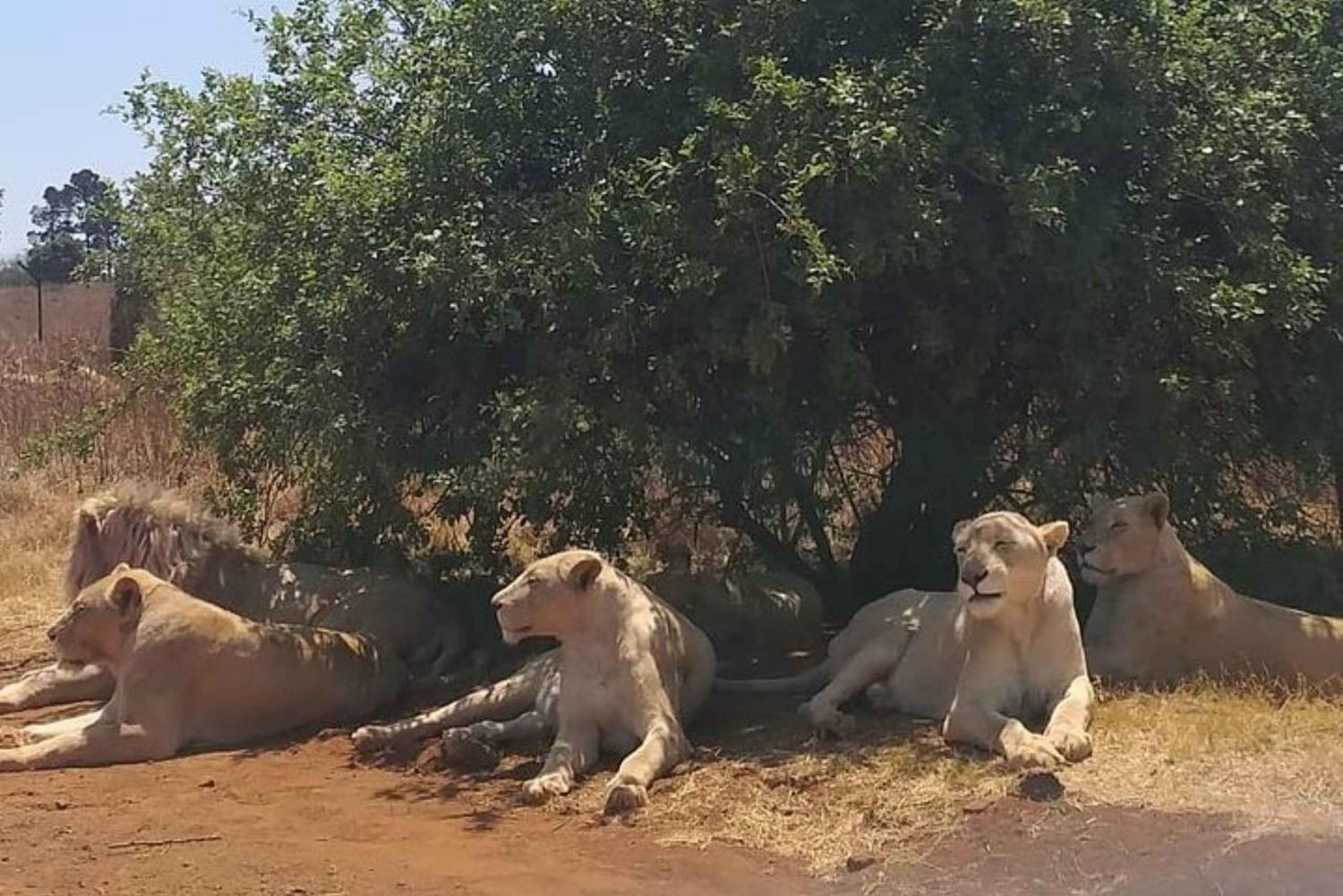 Johannesburg: Halvdagstur till noshörnings- och lejonreservatet