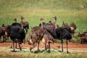 Johannesburg: Halvdagstur till noshörnings- och lejonreservatet