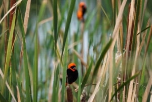 Johannesburg: Halvdagstur till noshörnings- och lejonreservatet