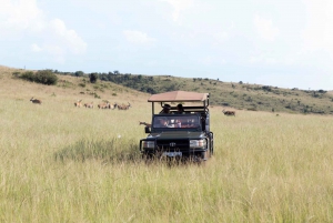 Johannesburg: Safari i neshorn- og løvenaturreservatet