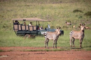 Johannesburg: Safari i neshorn- og løvenaturreservatet