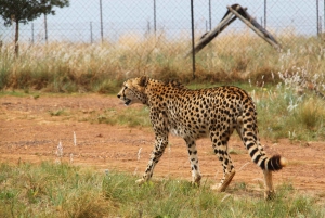 Johannesburg: Safari i neshorn- og løvenaturreservatet