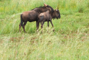 Johannesburg: Safari i neshorn- og løvenaturreservatet