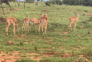 Johannesburg: Safari i neshorn- og løvenaturreservatet