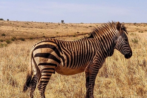 Johannesburg: Safari i neshorn- og løvenaturreservatet