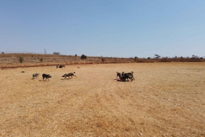 Johannesburg: Safari i neshorn- og løvenaturreservatet