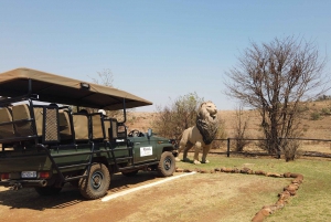 Johannesburg: Safari i neshorn- og løvenaturreservatet