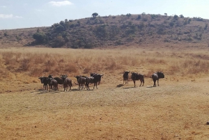 Johannesburg: Safari i neshorn- og løvenaturreservatet